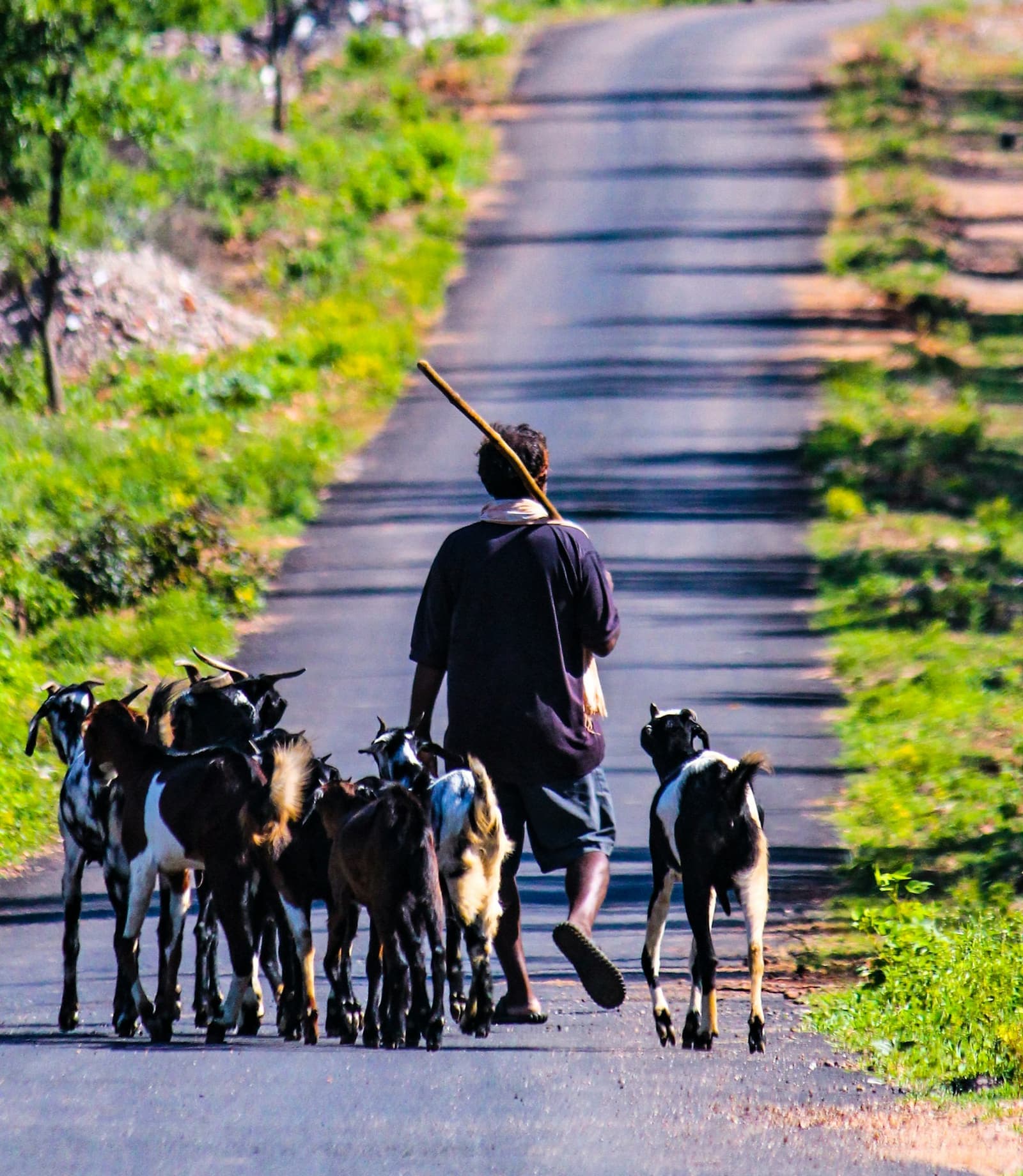 A herder walking his goats down a village road